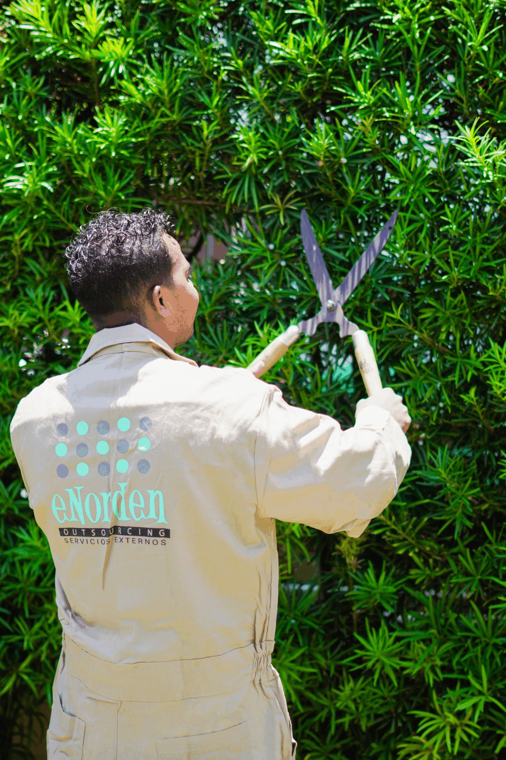 Plantas ideales para empresas y oficinas